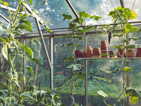 Growing cucumber plants in a small private greenhouse with a sunny backgroundの写真素材