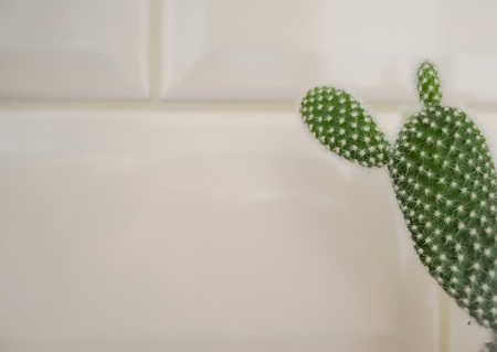 Small opuntia microdays casctus also known as bunny ears cactus against a beige subway tile backgroundの写真素材
