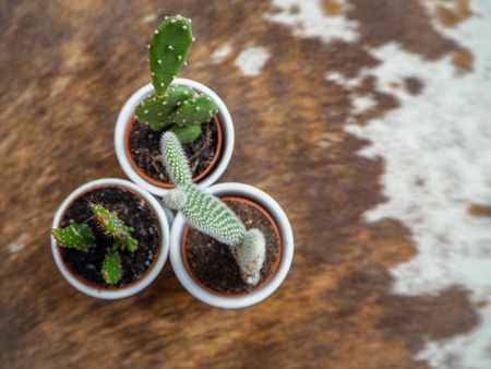 Variety of three small cactus plants of which two opuntia's, also known as prickly pear cactus,  and one echinopsis  in white pots on a cowhide rugの写真素材