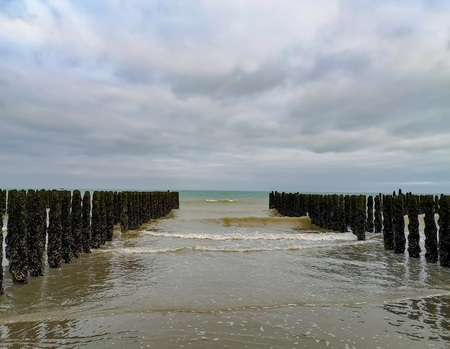 Low tide exposing rows of mussels cultivated on robes attached to poles in the bay of Wissant at Cap Gris-Nez, Pas-de-Calais Northern Franceの写真素材