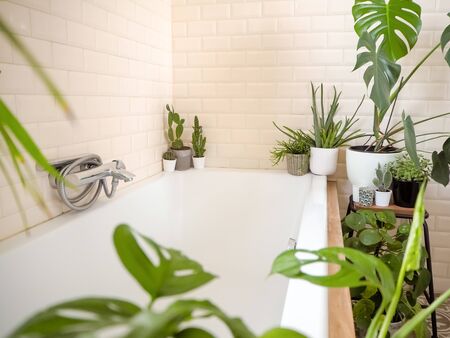 Bright bathroom with subway tiles and a variety of green potted plants such as a monkey mask plant or cheese plant creating a green oasis for relaxingの写真素材