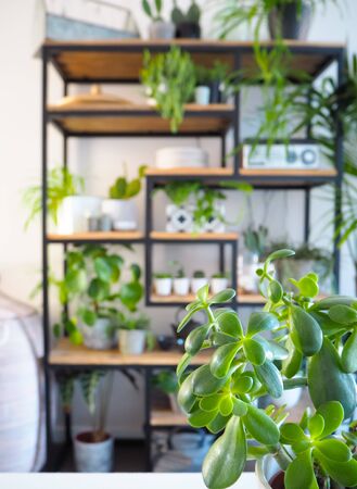 Green interior with an industrial open shelf cupboard filled with numerous house plants in pots creating an indoor gardenの写真素材