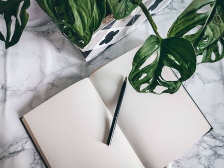 Blank notebook on a office desk with potted plants such as a monkey mask plant on a white backgroundの写真素材