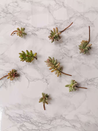 Jelly bean or sedum rubrotinctum aurora cuttings for propagation on a white marble backgroundの写真素材