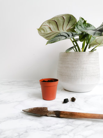 Alocasia silver dragon or silver jewel alocasia (Alocasia Baginda) rhizomes ready to be propagatedの写真素材
