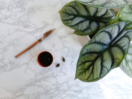 Alocasia silver dragon or silver jewel alocasia (Alocasia Baginda) rhizomes ready to be propagatedの写真素材