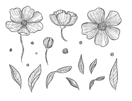 Vector illustration of botanical set. Wild rose hip or rosehip blooming flowers, buds, branches, petals, berries. Natural herb, cosmetics and skincare ingredient. Vintage hand drawn style.のイラスト素材
