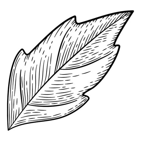 Natural tree leaf icon. Hand drawn illustration of natural tree leaf vector icon for web designのイラスト素材