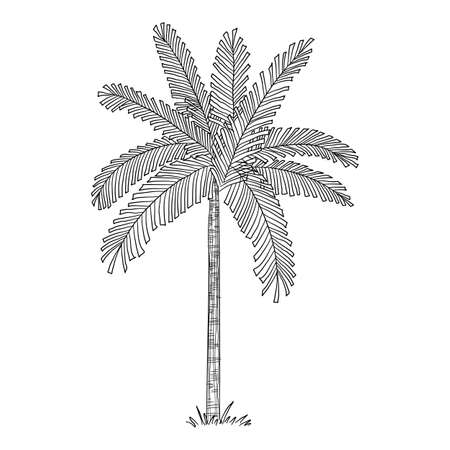 Tropical palm icon, hand drawn and outline styleのイラスト素材