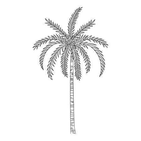 Sea palm icon, hand drawn and outline styleのイラスト素材