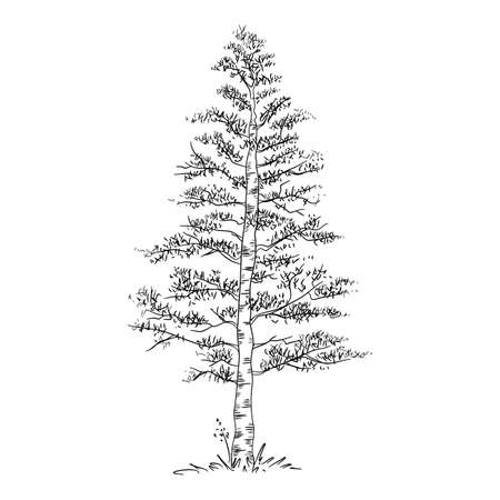 Forest birch tree icon, hand drawn and outline styleのイラスト素材