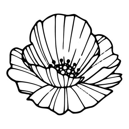 Forest poppy icon, hand drawn and outline styleのイラスト素材