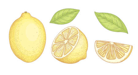 Collection of detailed drawings of whole and cut lemons with slice and leaves isolated on white background. Bright yellow citrus fruit. illustration hand drawn realistic in elegant vintage style.のイラスト素材