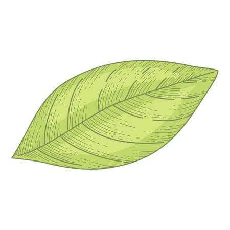 Detailed drawings of whole leave of lemon isolated on white background. Bright green leaf of yellow citrus fruit. illustration hand drawn realistic in elegant vintage styleのイラスト素材