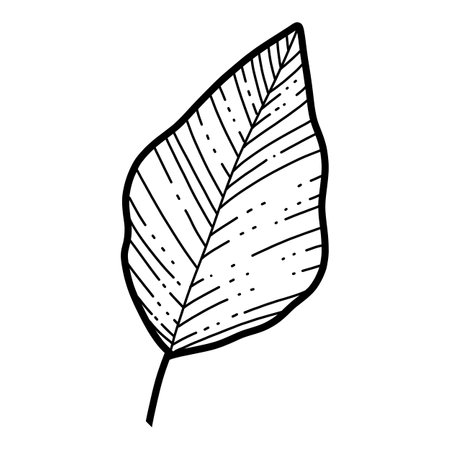 Free hand Sakura flower leaf vector, Beautiful line art Peach blossom leaves isolate on white background. Realistic hand drawn styleのイラスト素材