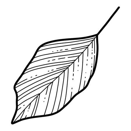 Free hand Sakura flower leaf vector, Beautiful line art Peach blossom leaves isolate on white background. Realistic hand drawn styleのイラスト素材