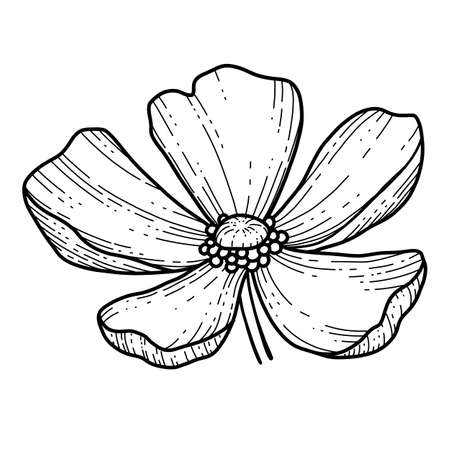 Free hand Sakura flower vector, Beautiful line art Peach blossom isolate on white background. Spring japan flower. Realistic hand drawn styleのイラスト素材