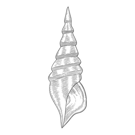 Hand drawn sea shell. Starfish shellfish tropical mollusk in vintage engraving style. Seashell isolated vector collection. Illustration of shellfish and starfish drawingのイラスト素材