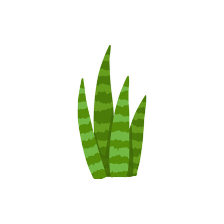 Mexican desert cactus green cartoon collection flora flora. Illustration of green mexican flora, flower plant succulent collection vectorのイラスト素材