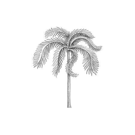 Hand drawn tropical palm tree. Vector of hawaii beach palm tree, fern and frond outline, botany flora tropical illustrationのイラスト素材