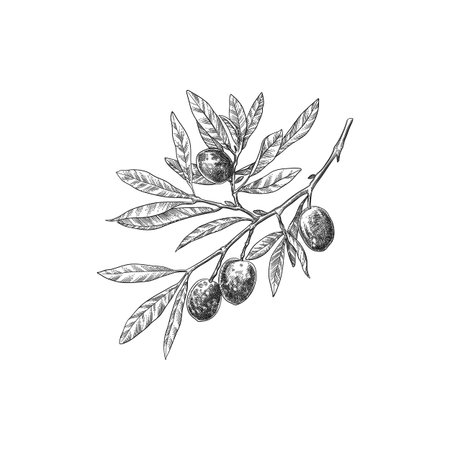 Engraved olive branch. Sketch branche with leaves and blossoms, hand drawn olives design element. Agricultural ripe plant or fruit isolated on white background illustrationのイラスト素材