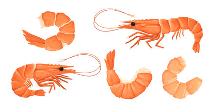 Cartoon shrimps. Raw or boiled seafood, tiger shrimps meat, king prawns without shell flat vector illustration set. Ocean shrimps collectionのイラスト素材