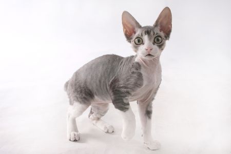 fluffy little playful lady-catの写真素材