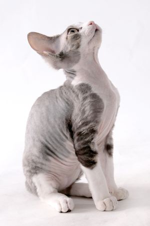 fluffy little playful lady-catの写真素材
