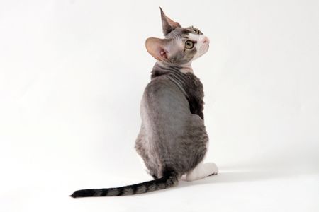 fluffy little playful lady-catの写真素材