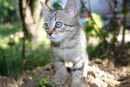 fluffy little playful cat in grass