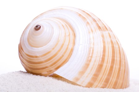 mussels on pure sand studio
