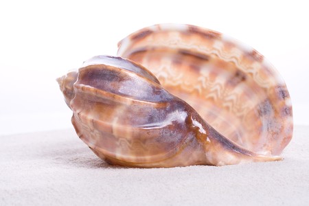 mussels on pure sand studio