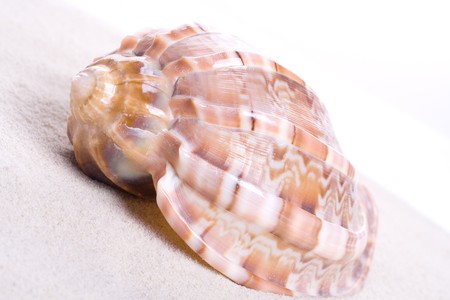 mussels on pure sand studio