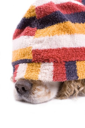 cute dog on a white background dressed up with clothesの写真素材