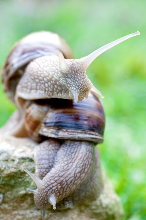 snail on a green grass slowly creepingの写真素材