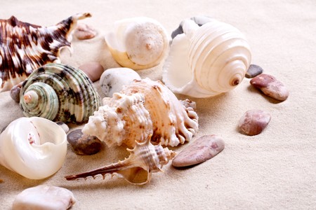 seashells in sand as a backgroundの写真素材