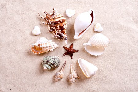 seashells in sand as a backgroundの写真素材