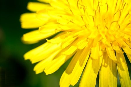 yellow dandelion closeup on a green backgroundの写真素材