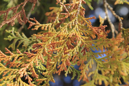 Close up of thuja branch with cones and leaves in autumn