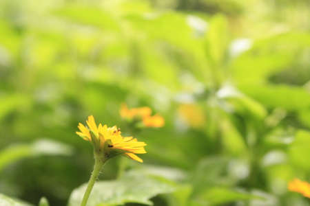 Yellow daisy flower in the garden with green bokeh background