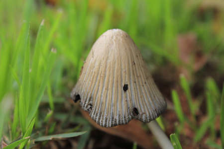 Closeup of a mushroom in the grass. Shallow depth of field.の写真素材