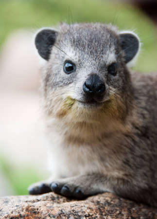 Hyrax