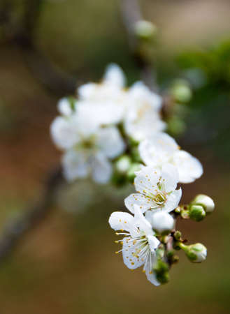 Citrus fruit blossomの写真素材