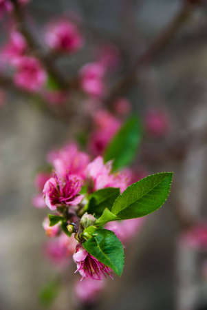 Spring's Blossomの写真素材
