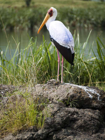 Yellow-billed stork perched on a rock by a natural pond. Ngorongoro Crater, Tanzania, East Africa.の写真素材
