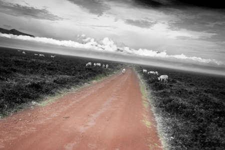 Dirt road in Ngorongoro Crater with Zebra grazing close by. Selective desaturation, high contrast monchromed image.の写真素材