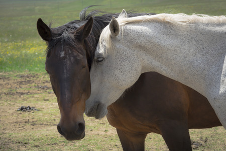 Intimate moment between a couple of horses in loveの写真素材