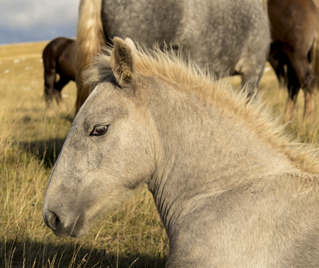 White foal relaxes on the grass next to His herdの写真素材