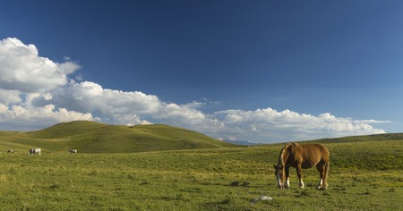 Beautiful brown horse in poses under a cloudy skyの写真素材