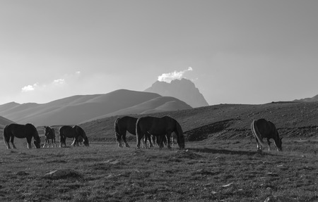 A close up landscape black and white image of horsesの写真素材